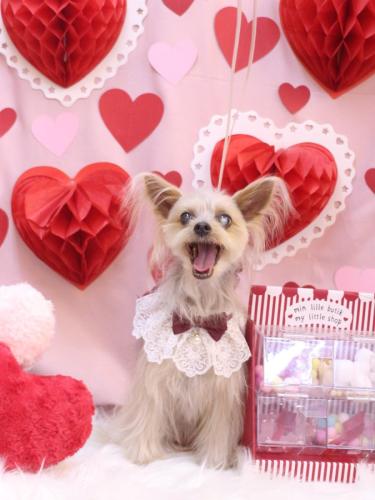 20240229ココちゃん